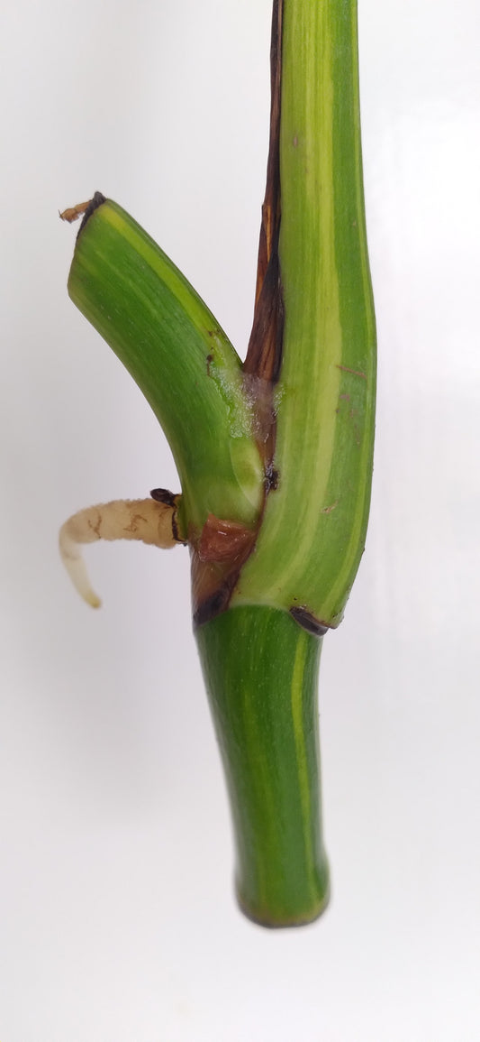 Monstera Aurea Unrooted Cutting Auction-Winner Katie Ortiz
