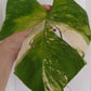 Monstera Aurea Unrooted Cutting Auction-Winner Katie Ortiz
