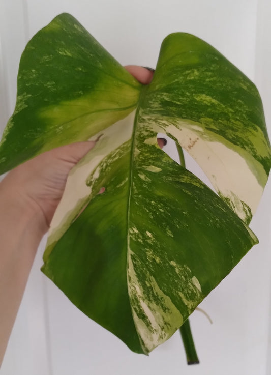 Monstera Aurea Unrooted Cutting Auction-Winner Katie Ortiz