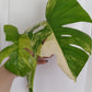 Monstera Aurea Unrooted Cutting (Water Rooting)