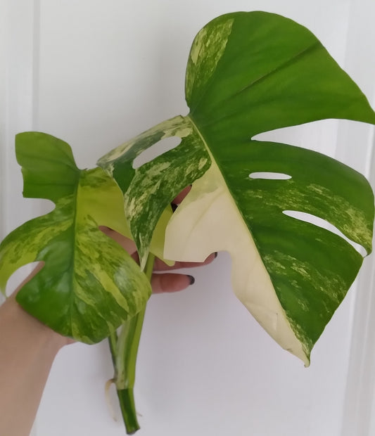 Monstera Aurea Unrooted Cutting (Water Rooting)