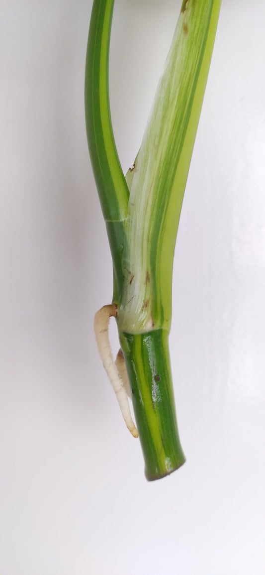 Monstera Aurea Unrooted Cutting (Water Rooting)