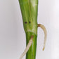 Monstera Aurea Unrooted Cutting (Water Rooting)