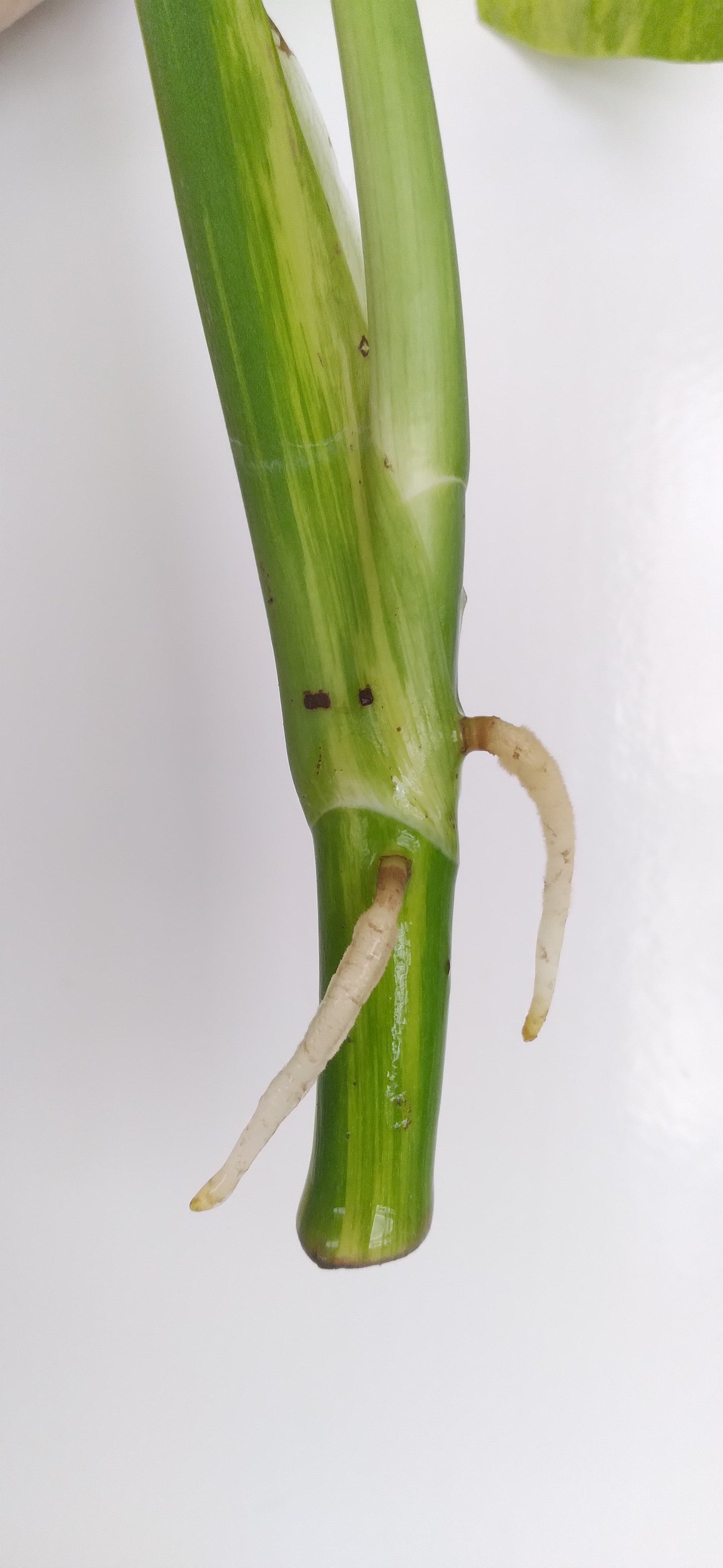 Monstera Aurea Unrooted Cutting (Water Rooting)