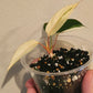 H. Pink Diamond TC reserved for Stephanie Loftus