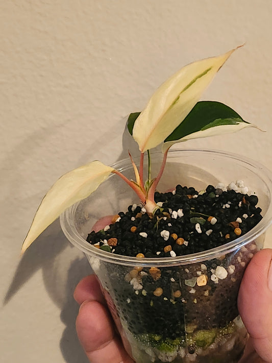 H. Pink Diamond TC reserved for Stephanie Loftus