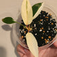H. Pink Diamond TC reserved for Stephanie Loftus