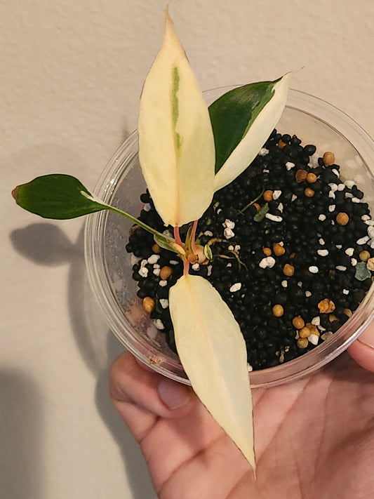 H. Pink Diamond TC reserved for Stephanie Loftus