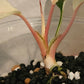 H. Pink Diamond TC reserved for Stephanie Loftus