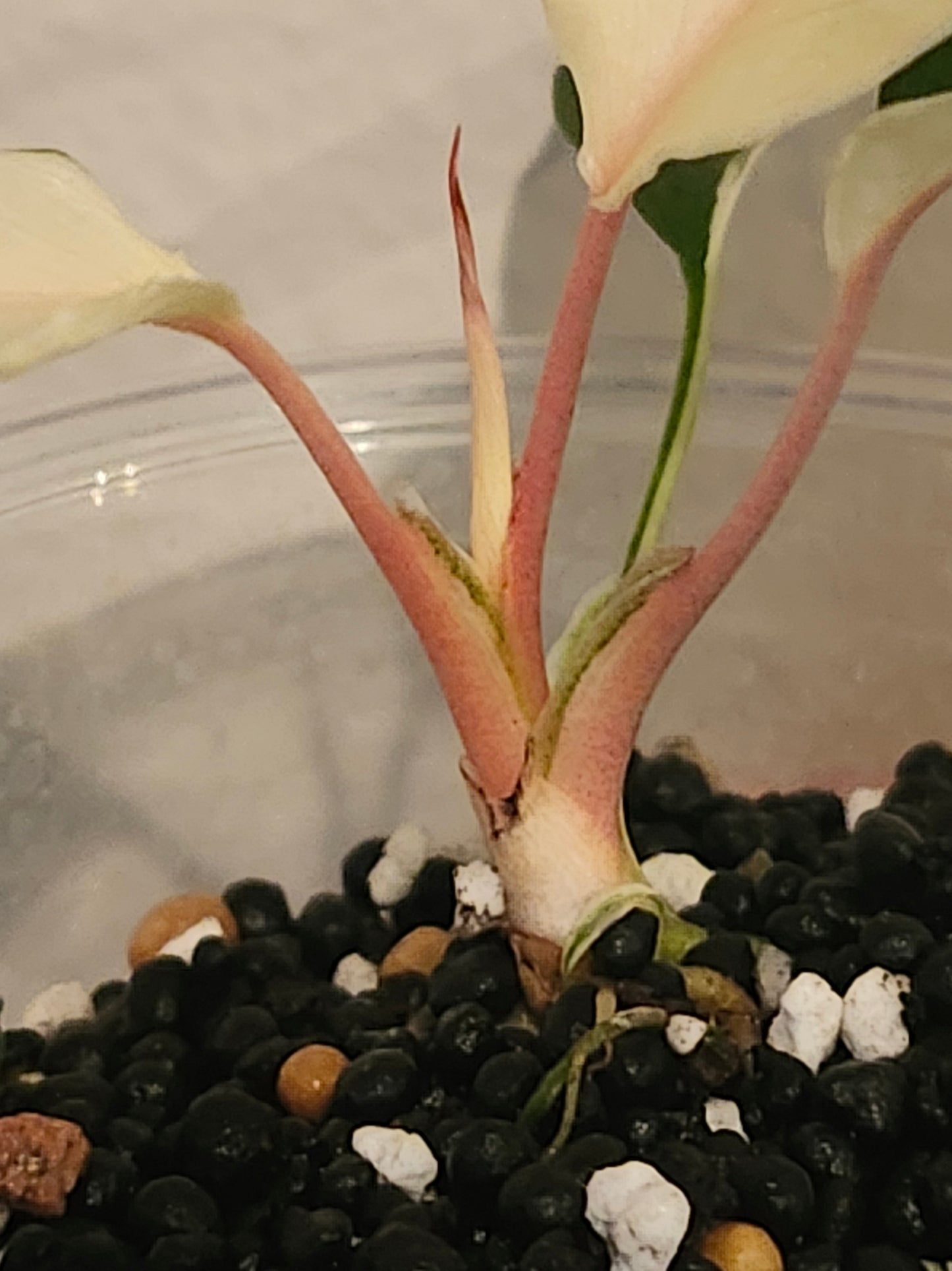 H. Pink Diamond TC reserved for Stephanie Loftus