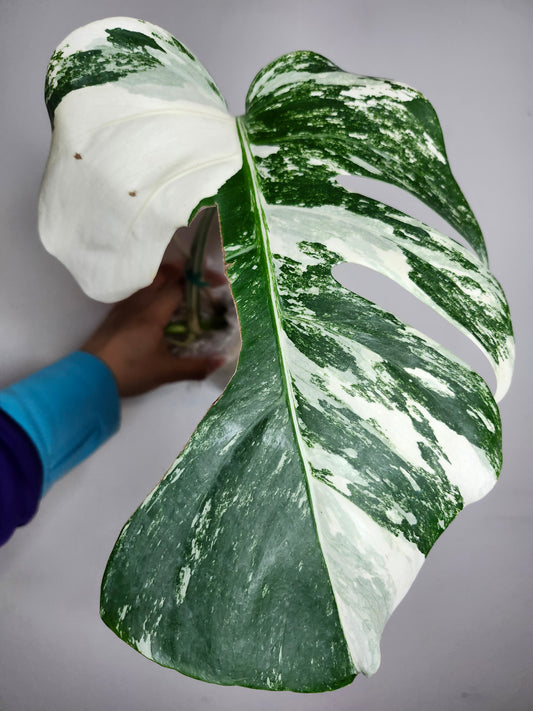 Albo #40- Reserved Ronsta Fari