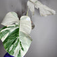 Monstera Albo #42, #43 - Reserved Deanna McKenzie