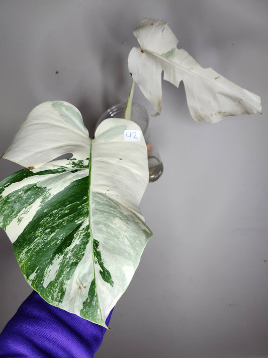 Monstera Albo #42, #43 - Reserved Deanna McKenzie