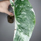 Monstera Albo #42, #43 - Reserved Deanna McKenzie