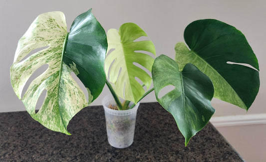 Monstera deliciosa white tear reserved for Pur Laurentius