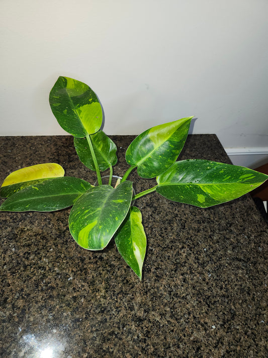 Green Congo Nuclear G17 reserved for Chad A. Popour