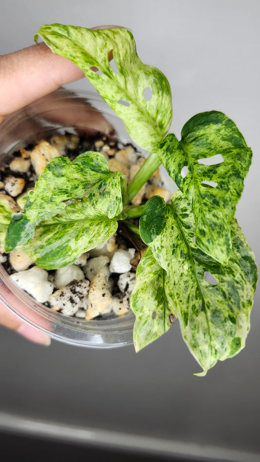 Laniata Mottled #5 - Reserved Amber Zappe