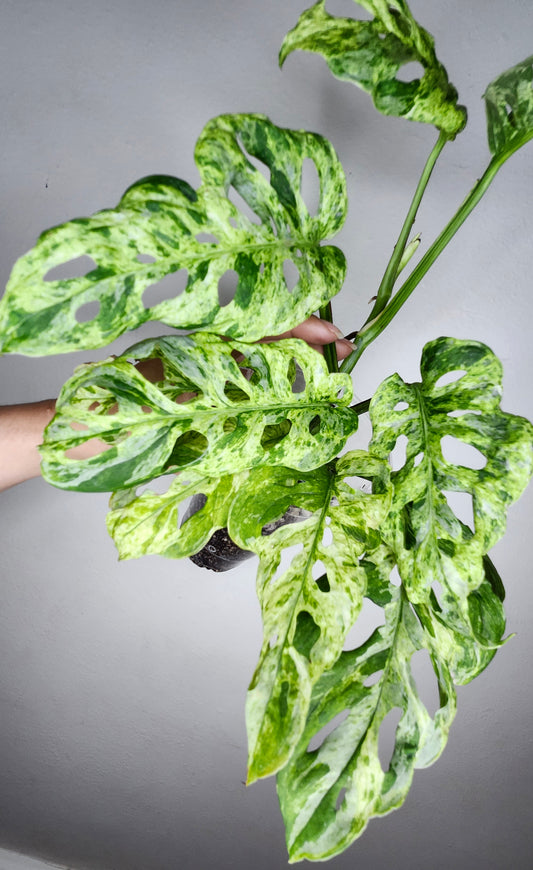 Monstera Laniata Mottled #11