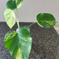 Orange princess #4 & Monstera Aurea reserved for Jennifer Haustveit
