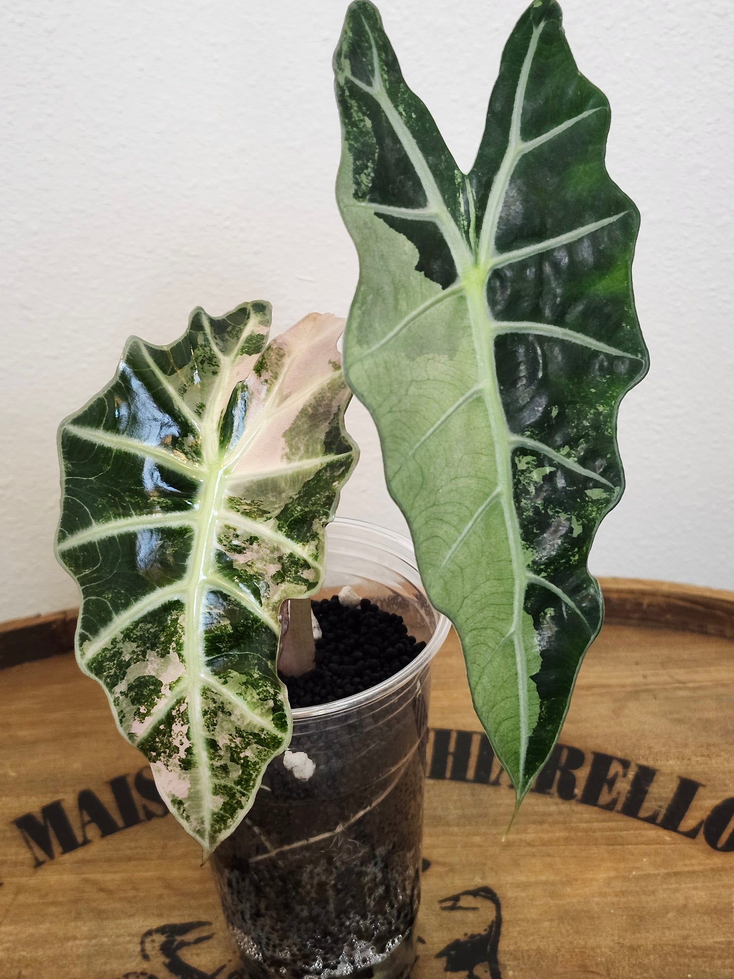 Alocasia Amazonica Pink/Albo reserved for Gina Gutierrez-Espino