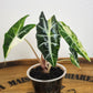 Monstera Albo,Philodendron Domesticum,Alocasia Amazonica Splash, Philodendron orange princess top cut,Strawberry Shake cutting, Adansonii Albo. Reserved for Kora Merrifield