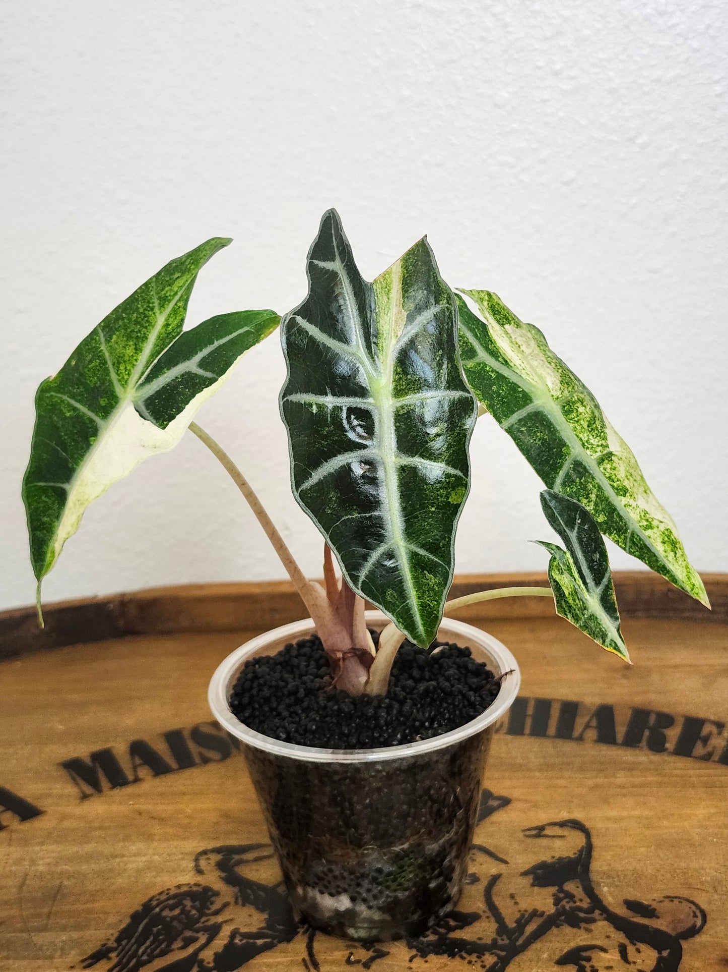 Monstera Albo,Philodendron Domesticum,Alocasia Amazonica Splash, Philodendron orange princess top cut,Strawberry Shake cutting, Adansonii Albo. Reserved for Kora Merrifield