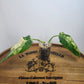 Monstera Albo,Philodendron Domesticum,Alocasia Amazonica Splash, Philodendron orange princess top cut,Strawberry Shake cutting, Adansonii Albo. Reserved for Kora Merrifield