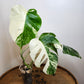 Monstera Albo,Philodendron Domesticum,Alocasia Amazonica Splash, Philodendron orange princess top cut,Strawberry Shake cutting, Adansonii Albo. Reserved for Kora Merrifield