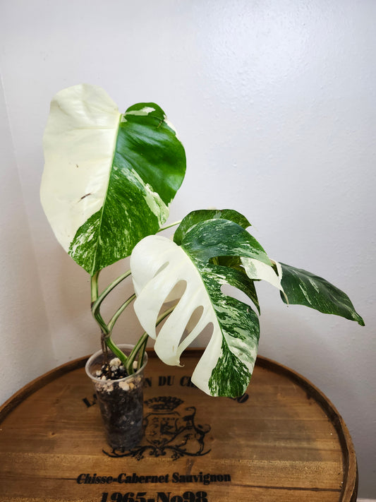 Monstera Albo,Philodendron Domesticum,Alocasia Amazonica Splash, Philodendron orange princess top cut,Strawberry Shake cutting, Adansonii Albo. Reserved for Kora Merrifield