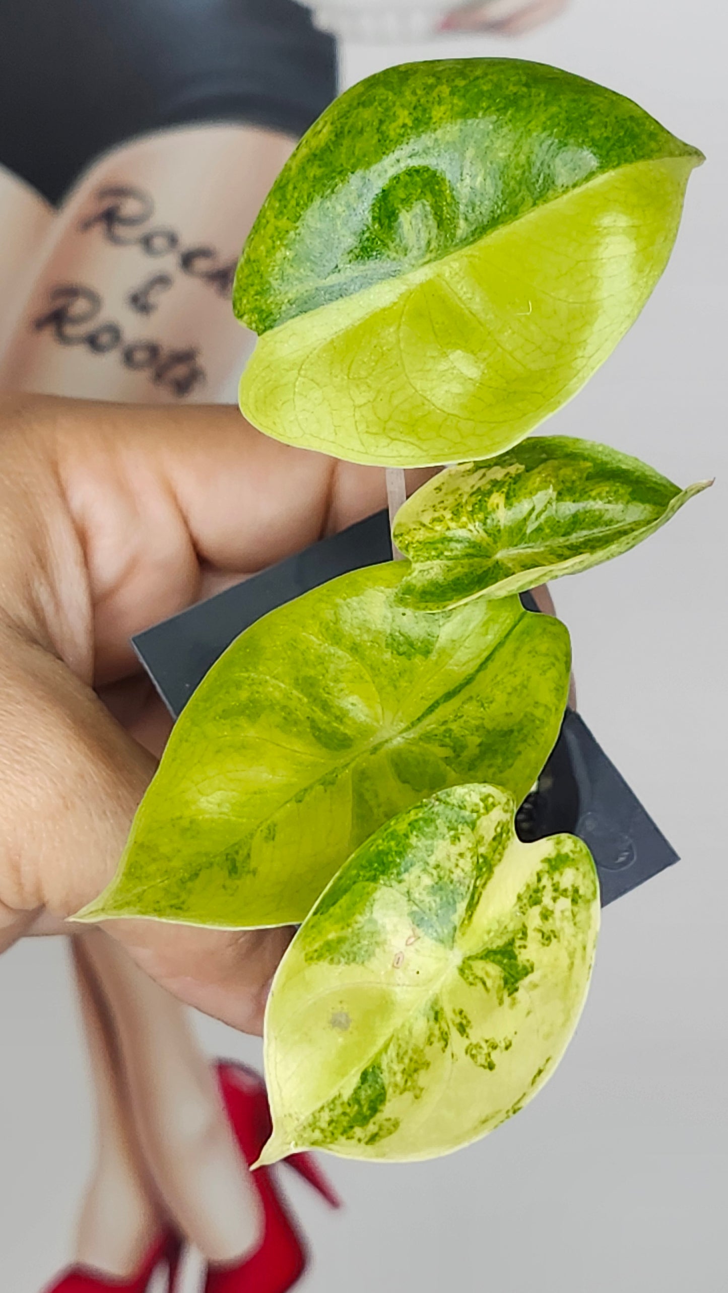 Alocasia Pink Dragon Aurea TC- Reserved S.E Austin