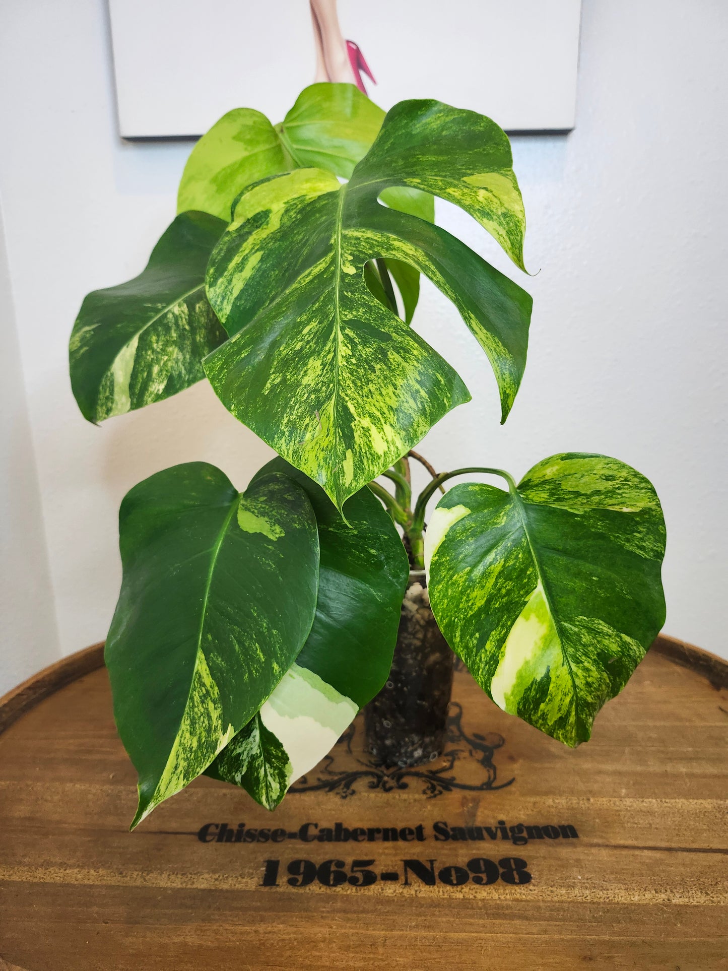 Monstera Aurea #1 reserved for Carla Roeper