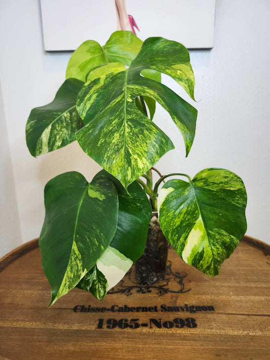 Monstera Aurea #1 reserved for Carla Roeper