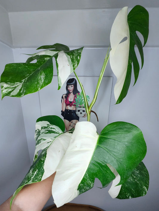 Monstera Albo #2 -Reserved Kim Blanchard