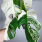 Monstera Albo #5, Monstera Albo #12 - Reserved Lina Fernandez
