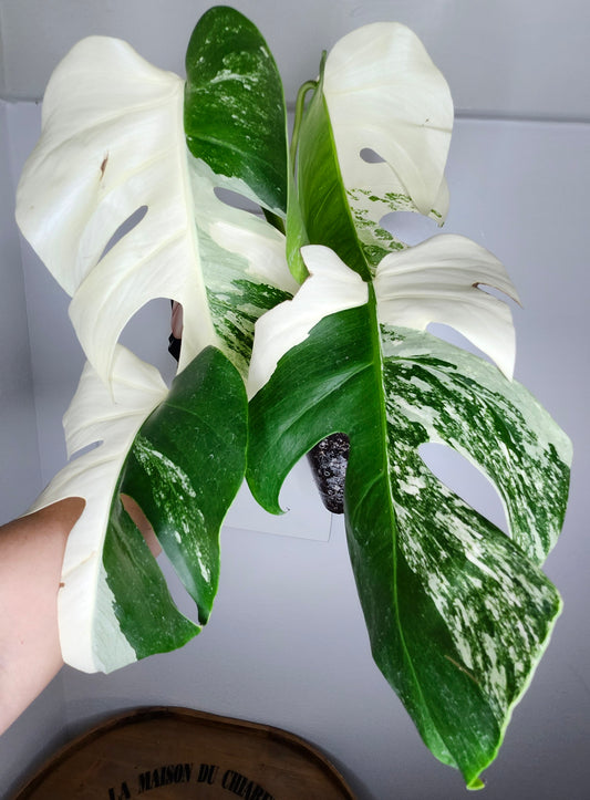 Monstera Albo #5, Monstera Albo #12 - Reserved Lina Fernandez