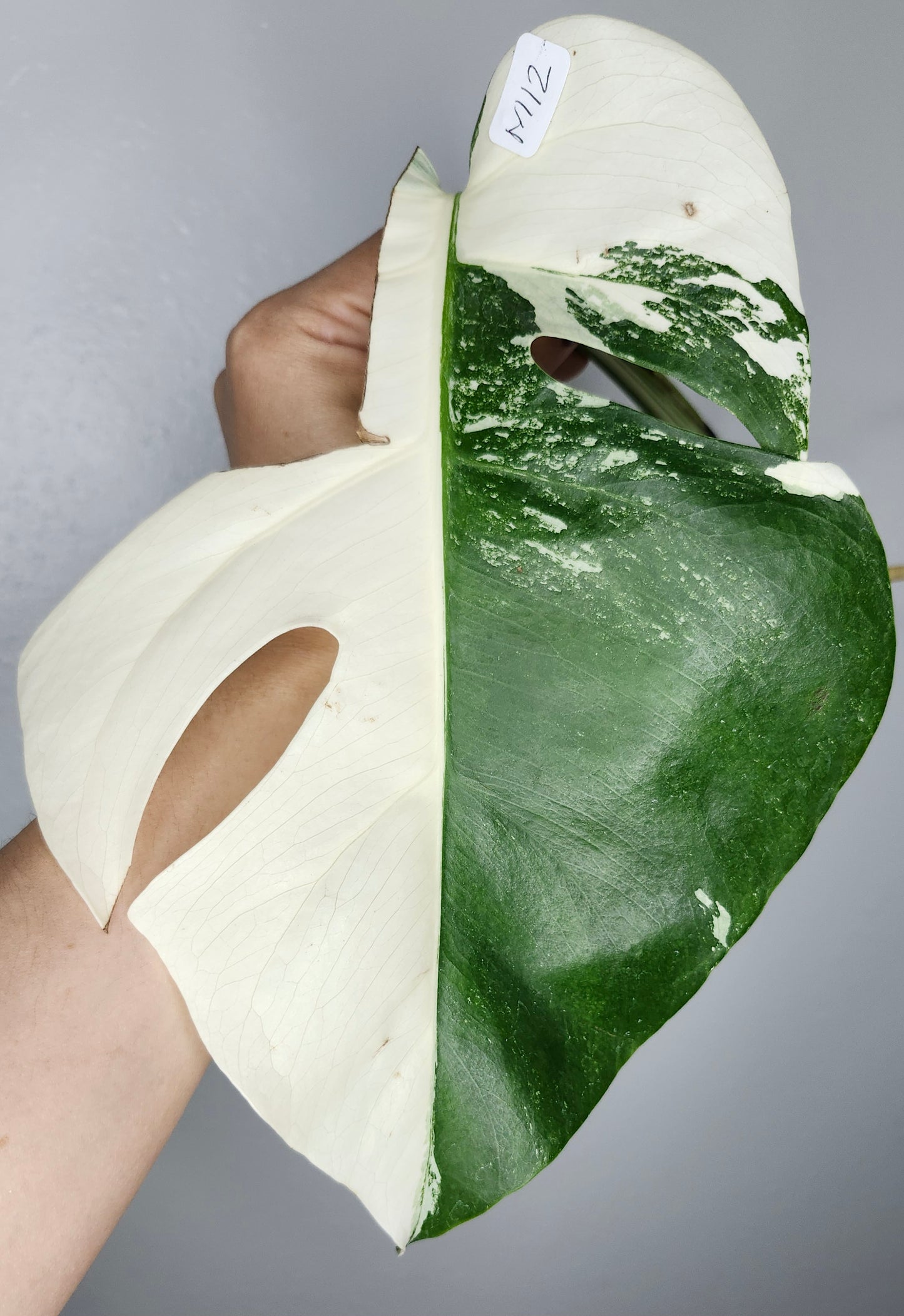 Albo M12, M13, M14- Reserved Ashley Humphrey