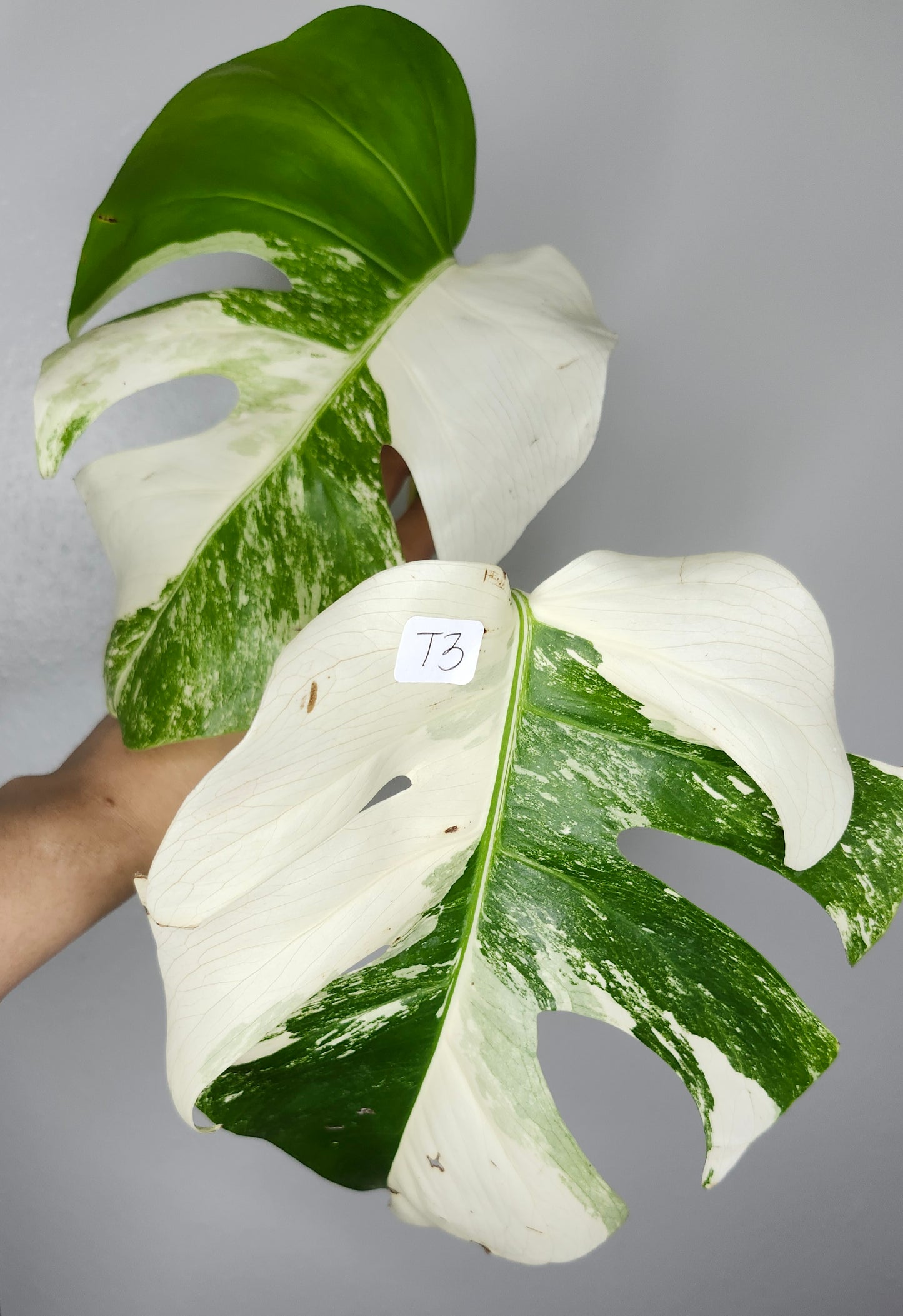 Albo T3- Reserved Kristina Mae Hambrock