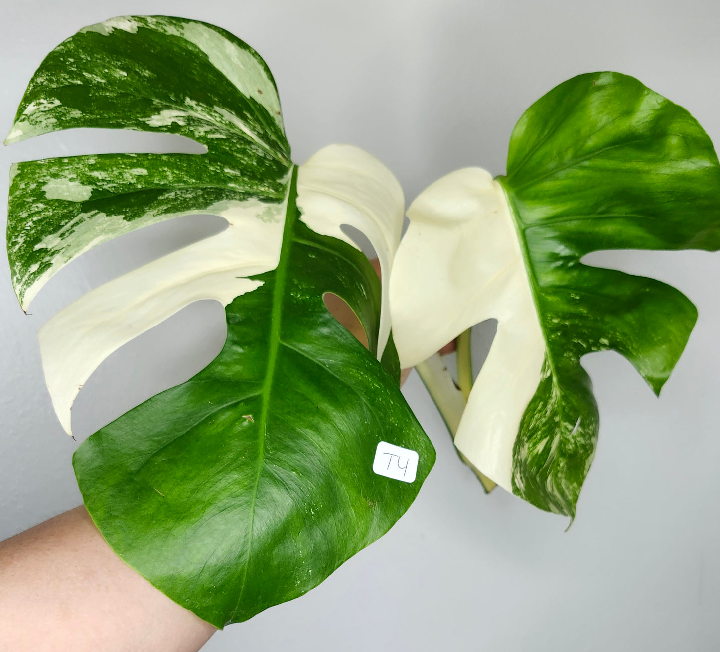 Albo T4- Reserved Melissa Majhor De Luna