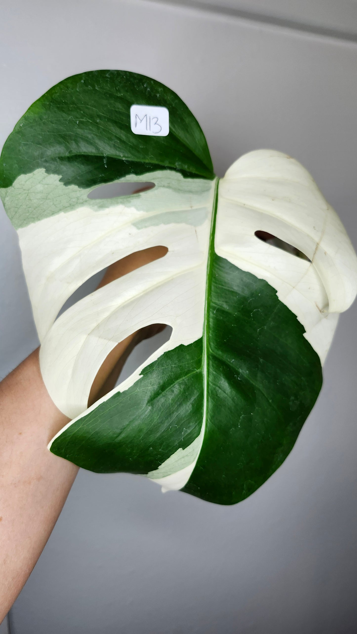 Albo M12, M13, M14- Reserved Ashley Humphrey