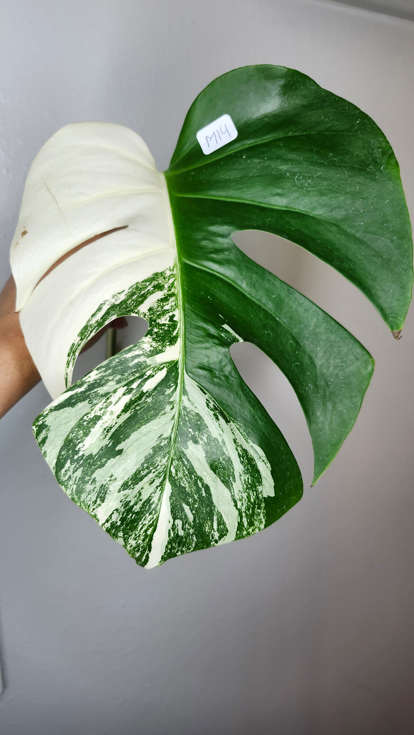 Albo M12, M13, M14- Reserved Ashley Humphrey