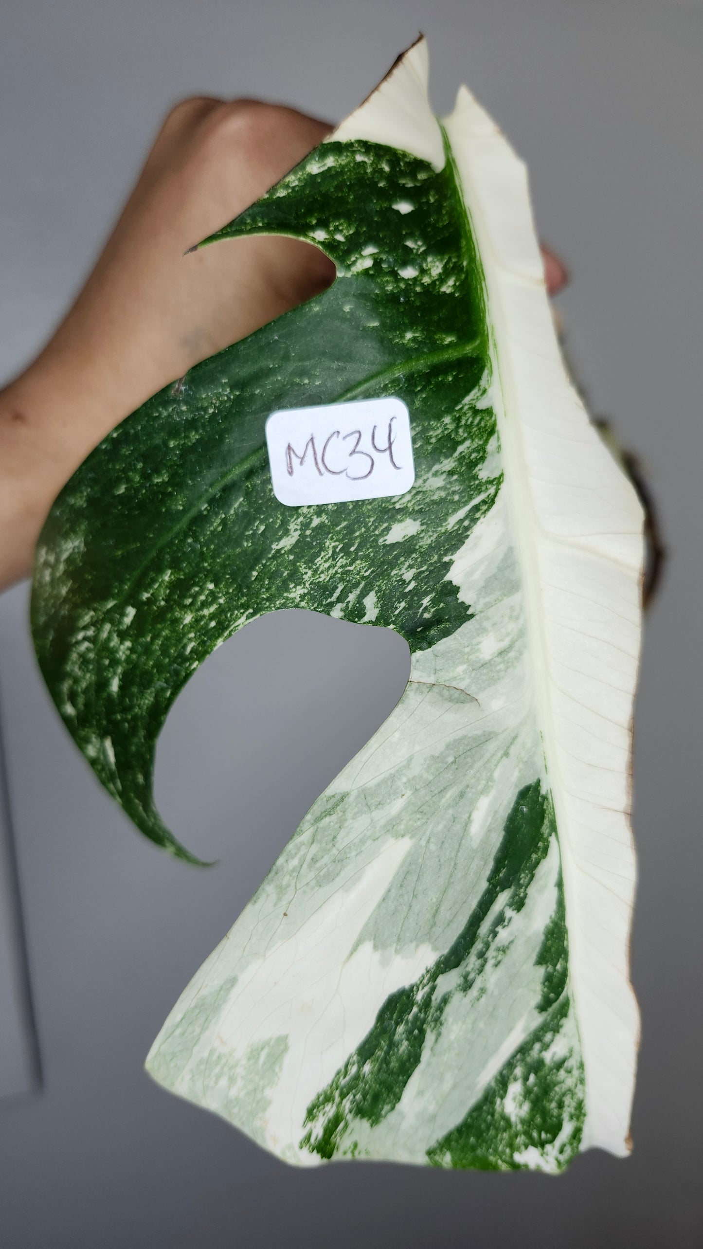 Albo MC30, MC34, MC25 Reserved Castor Pollux