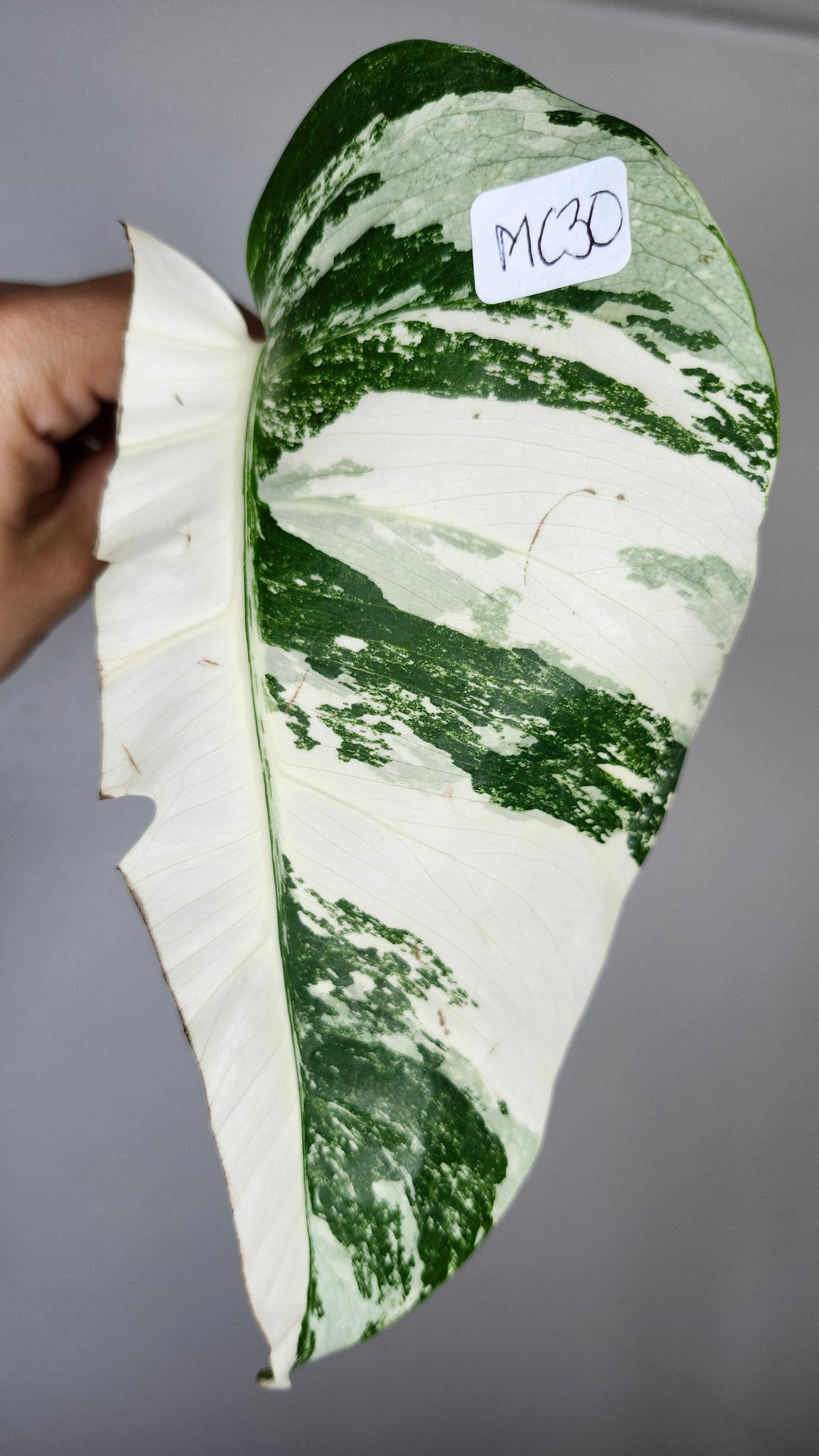 Albo MC30, MC34, MC25 Reserved Castor Pollux