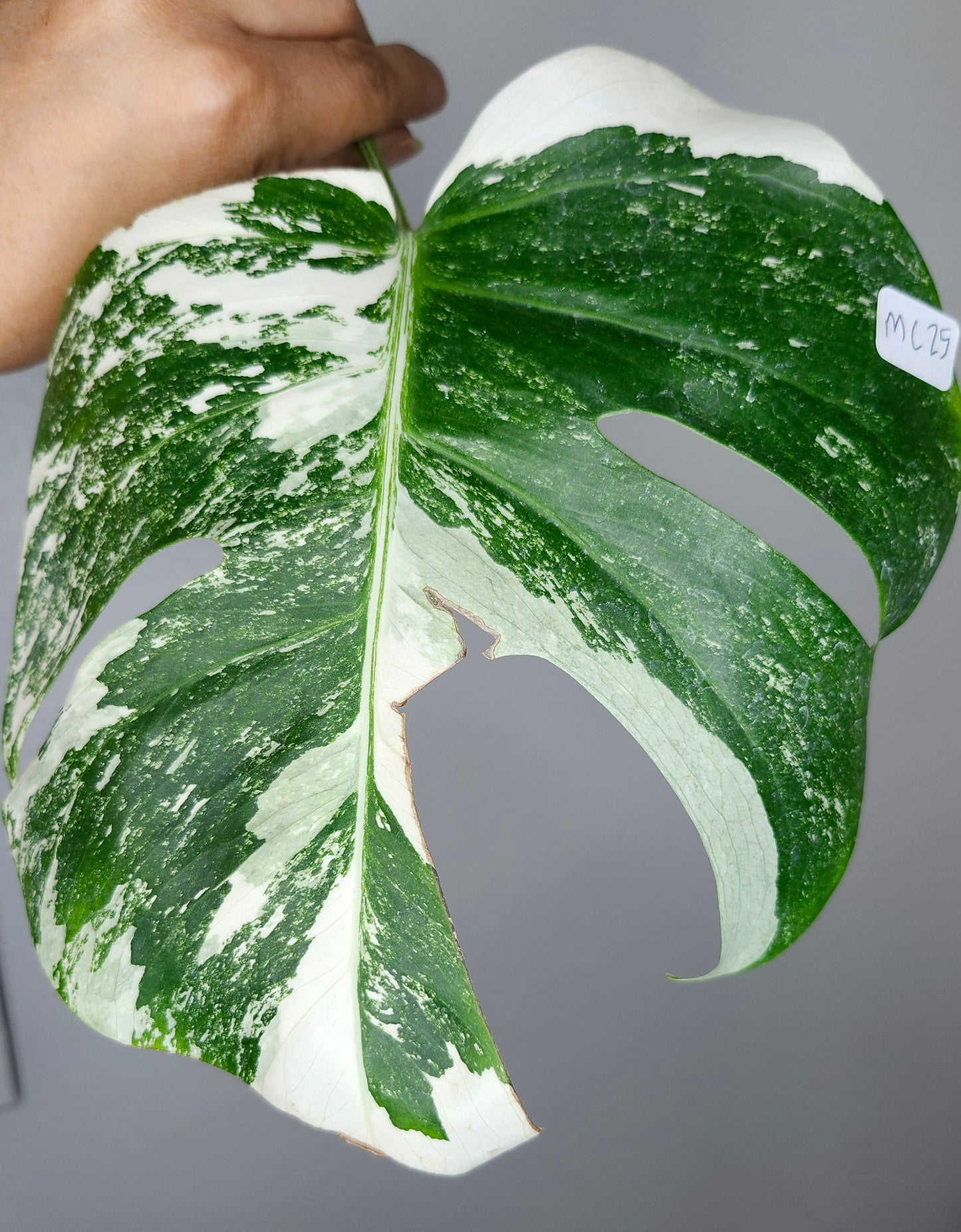 Albo MC30, MC34, MC25 Reserved Castor Pollux