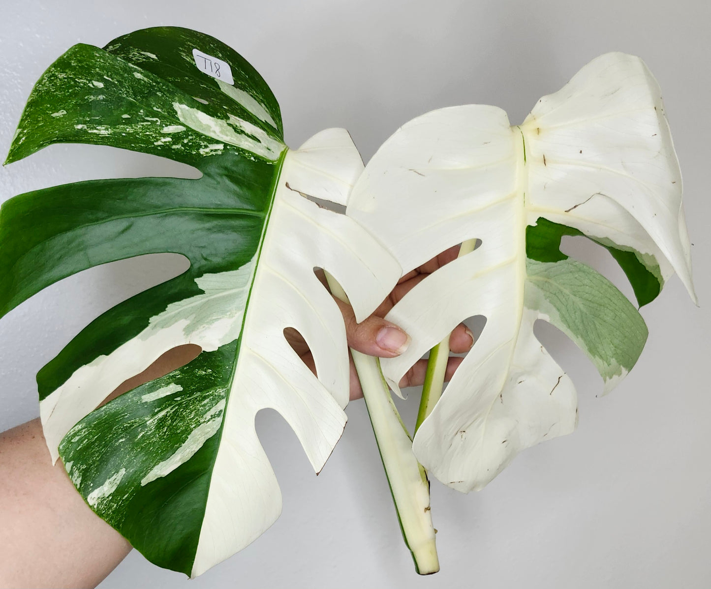 Albo T18 - Reserved Katrina Parks