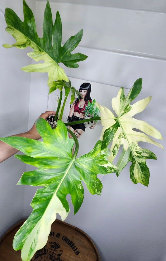 Radiatum R1- Reserved Dani Reed