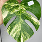 Monstera Aurea M2, M1 Reserved Beth Ann