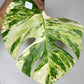 Monstera Aurea M2, M1 Reserved Beth Ann
