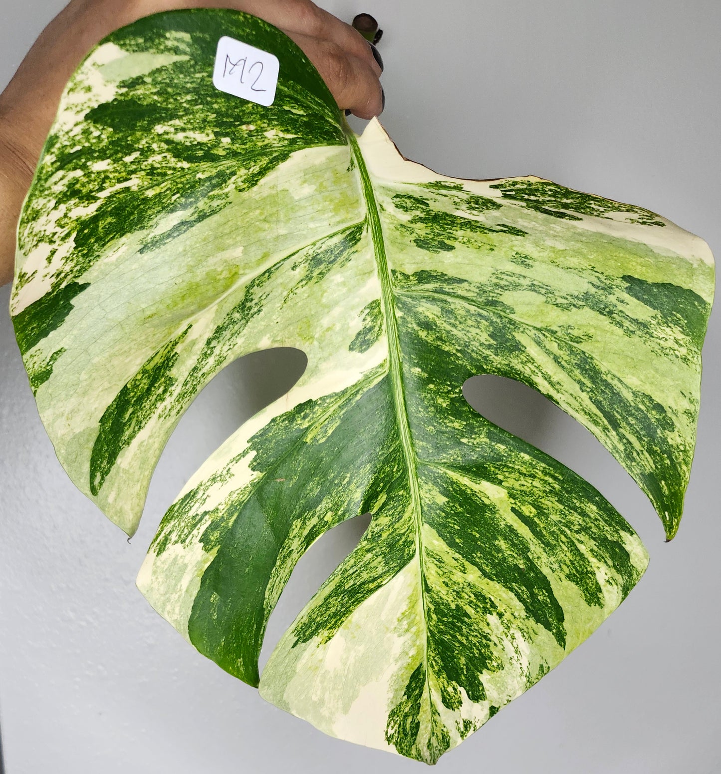 Monstera Aurea M2, M1 Reserved Beth Ann