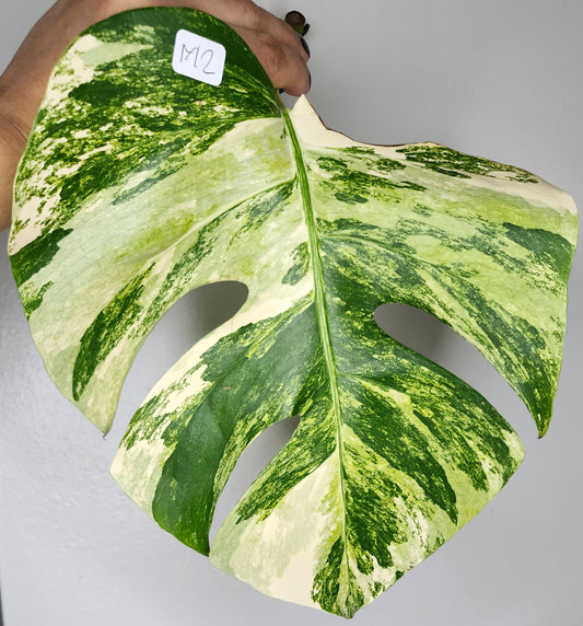 Monstera Aurea M2, M1 Reserved Beth Ann