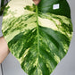 Monstera Aurea M3,M7,T4- Reserved Savannah Bailey